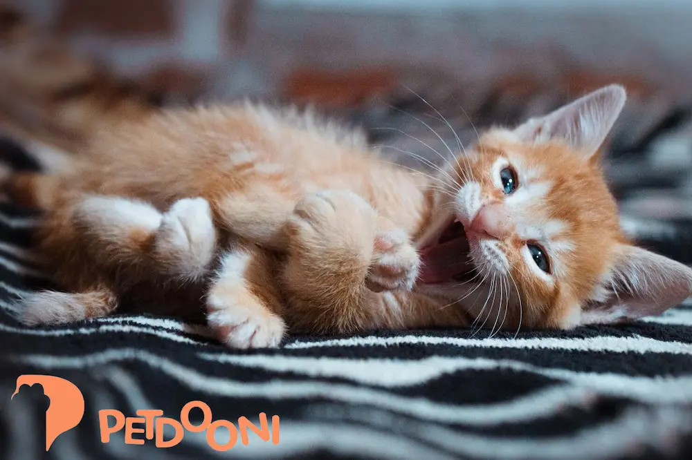 غذای گربه و سگ | 6 خوراکی باعث مرگ حیوان خانگی می شود! | پت شاپ آنلاین پت دونی